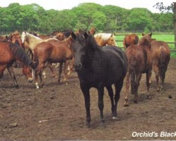 Zuchtstute Orchid's Black Star (New-Forest-Pony, 2000, von Kantje's Carlando)