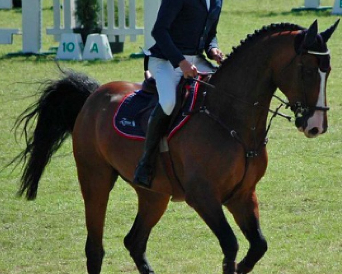 stallion Camiell-Flamingo Z (Zangersheide riding horse, 1998, from Catango)