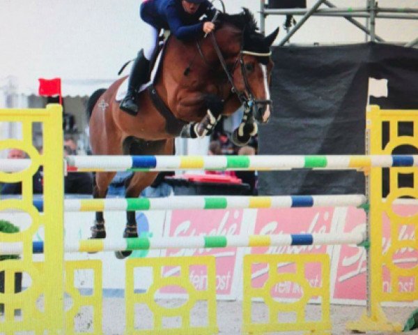 jumper Hoidals Epos (Norwegian Warmblood, 2008, from Escudo I)