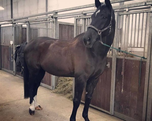 jumper Checker (German Warmblood, 2010, from Clinsmann Jun B)