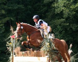 jumper Garon 8 (German Sport Horse, 2004, from Glenn Alme)