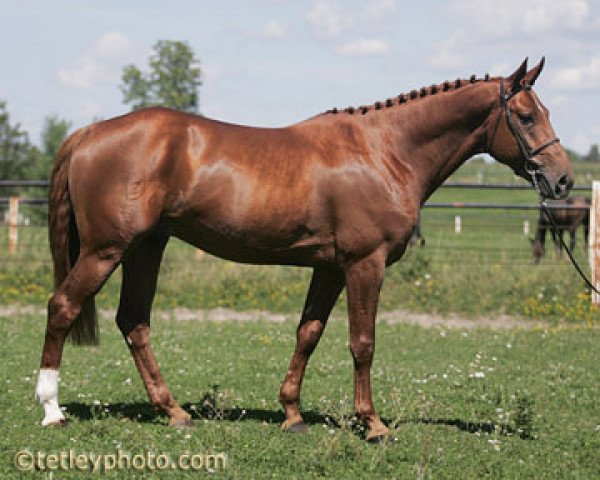 Deckhengst Bratt Z (Zangersheide Reitpferd, 2001, von Baloubet du Rouet)