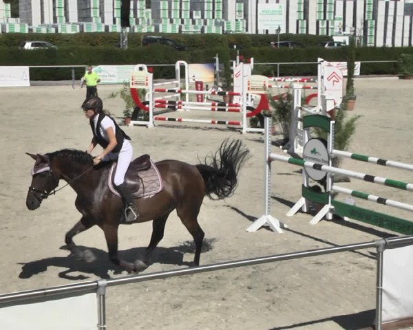 Reitturnier Durmersheim-Hardt 2018
