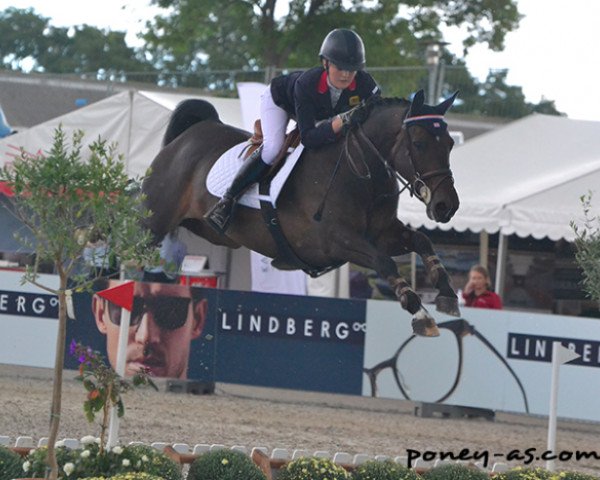 jumper Sultan du Bary (French Pony, 2006, from Versailles II)