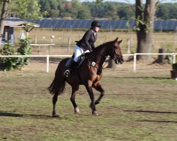 Reitturnier Reckahn 2018