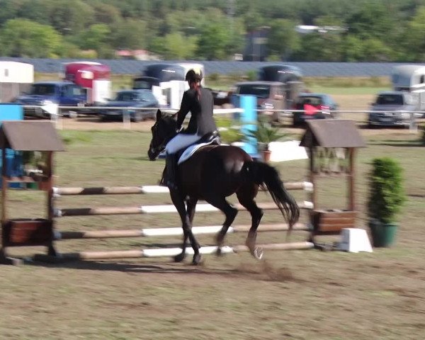 Reitturnier Reckahn 2018