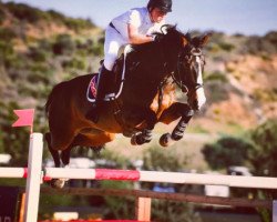 jumper Dino (KWPN (Royal Dutch Sporthorse), 2008, from Tangelo van de Zuuthoeve)