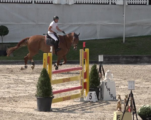 FEI Reitturnier Humlikon (SUI) 2018