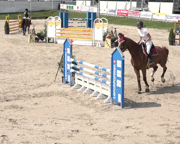 FEI Reitturnier Humlikon (SUI) 2018