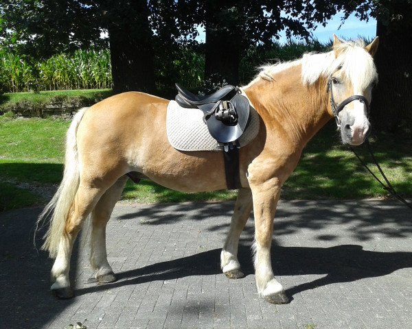 dressage horse Herz Ass (Haflinger, 1995, from Hofgard)