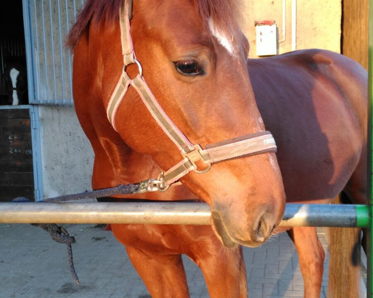 jumper Asti Allina D (German Sport Horse, 2011, from Couleur Royal)