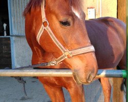 jumper Asti Allina D (German Sport Horse, 2011, from Couleur Royal)