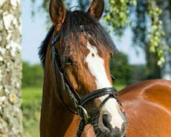 Dressurpferd Take it Tess (Deutsches Reitpony, 2007, von Top Zento)