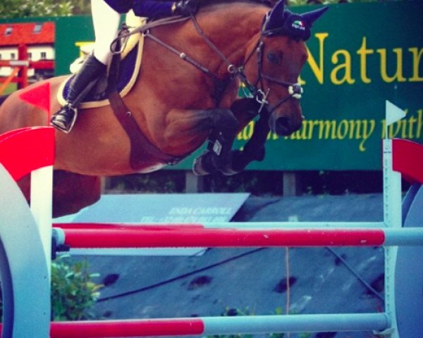 Springpferd Quidams Boy (Holsteiner, 2004, von Quidam's Rubin)