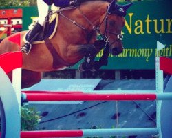 jumper Quidams Boy (Holsteiner, 2004, from Quidam's Rubin)