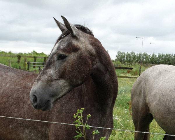 horse juweel van ons fleure (KWPN (Royal Dutch Sporthorse), 2014, from Netto)