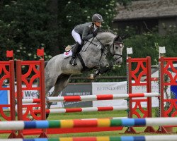 jumper Grey Quidam PJ (Hanoverian, 2012, from Grey Top)