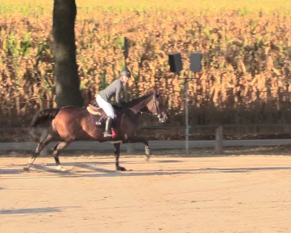Reitturnier Recklinghausen 2018