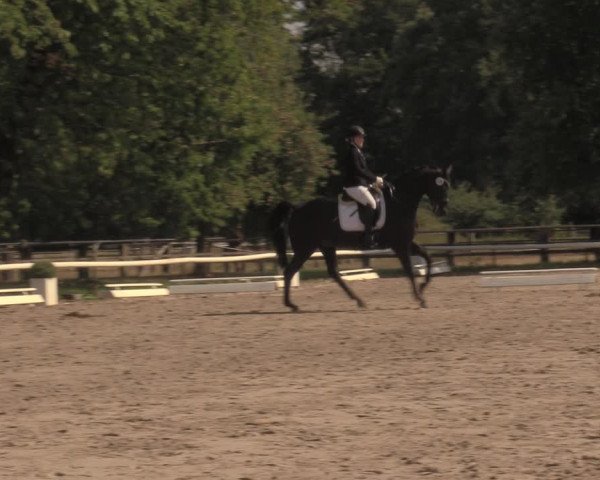 Reitturnier Recklinghausen 2018