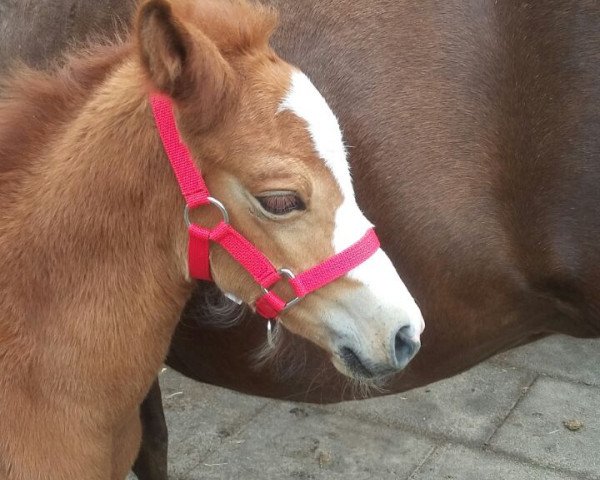 horse Apanatschi (German Riding Pony, 2017, from Ametist D)