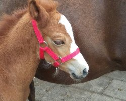 horse Apanatschi (German Riding Pony, 2017, from Ametist D)