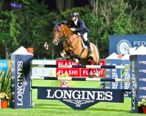 jumper Belcanto Z (Zangersheide riding horse, 2006, from Berlin)