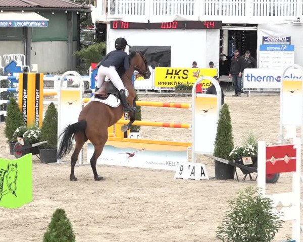 FEI Reitturnier Humlikon (SUI) 2018