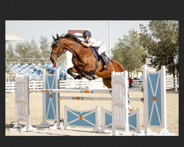 Pferd Dj fleur (KWPN (Niederländisches Warmblut),  , von No Limit)