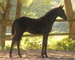 dressage horse For my Future (Westphalian, 2015, from Follow Me OLD)