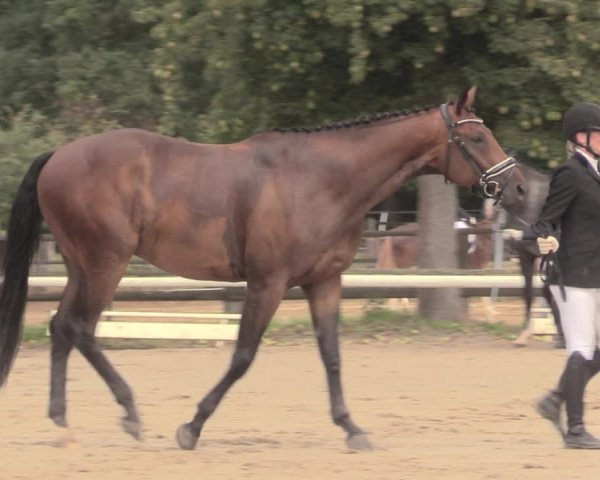 Reitturnier Recklinghausen 2018