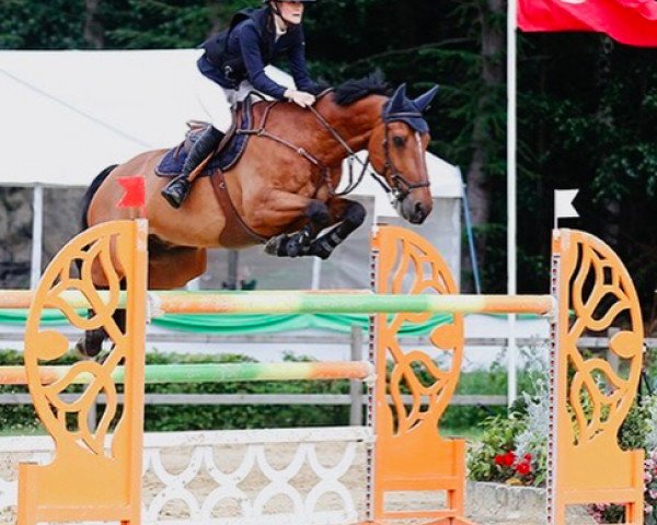 Springpferd El Ninjo van de Kwade Heyde (Belgisches Warmblut, 2004, von Heartbreaker) Springpferd El Ninjo van de Kwade Heyde (Belgisches Warmblut, 2004, von Heartbreaker)