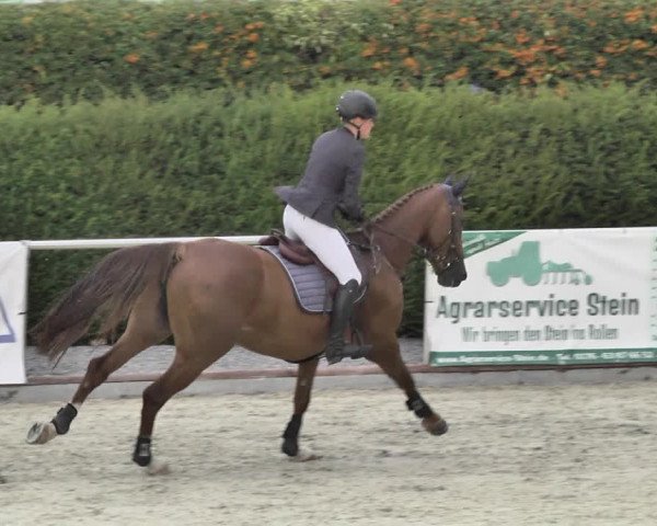 Reitturnier Durmersheim-Hardt 2018