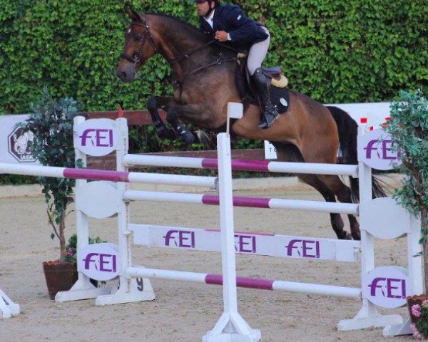Springpferd Chico (KWPN (Niederländisches Warmblut), 2007, von Namelus R)