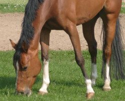 broodmare Felina-Fay (German Warmblood, 2002, from Fürst Piccolo)