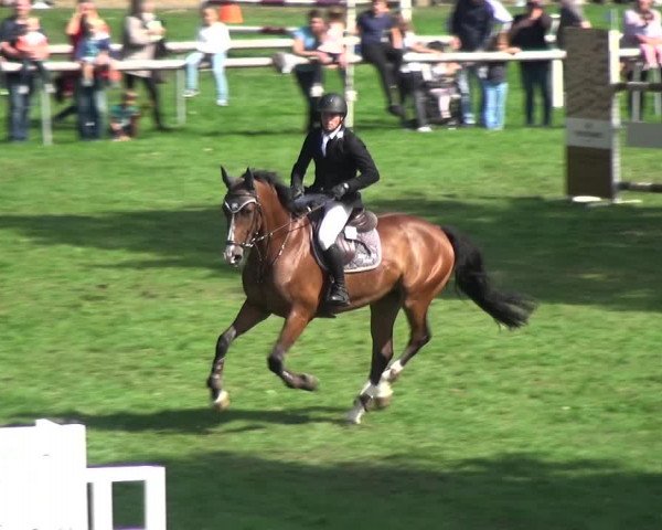 Reitturnier Bietigheim-Bissingen 2018