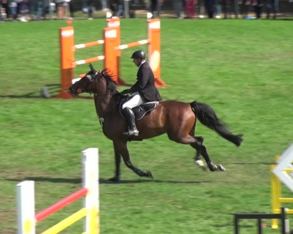 Reitturnier Bietigheim-Bissingen 2018