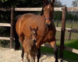 Pferd Feine Fee (Westfale, 2017, von Feinrich)