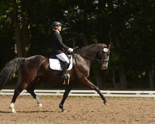 dressage horse Schwaddi (Hanoverian, 2009, from Helenenhof's Carabas)