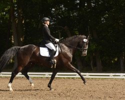 dressage horse Schwaddi (Hanoverian, 2009, from Helenenhof's Carabas)