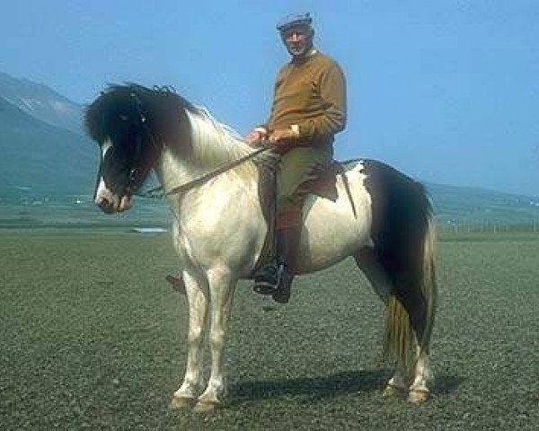 Zuchtstute Dyna frá Svertingsstöðum (Islandpferd, 1971, von Glæsir frá Sauðárkróki)