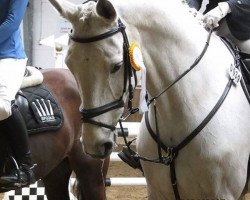 jumper Caspar 172 (Zangersheide riding horse, 2003, from Coriano)