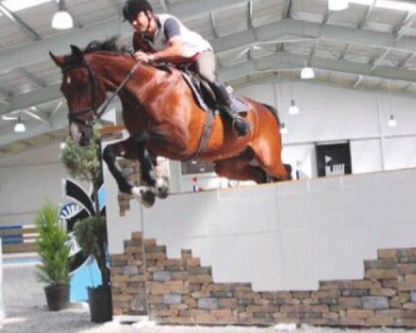 horse Sombrero (KWPN (Royal Dutch Sporthorse), 1999, from Havidoff)