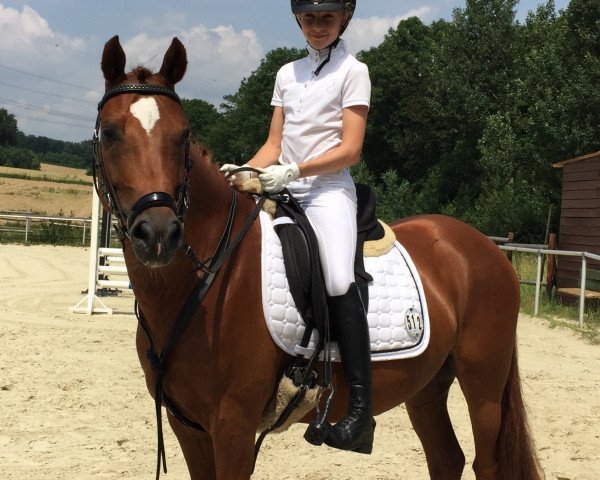 dressage horse Sir Hanno's Diamond (German Riding Pony, 2009, from Halenkino)