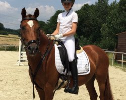 dressage horse Sir Hanno's Diamond (German Riding Pony, 2009, from Halenkino)