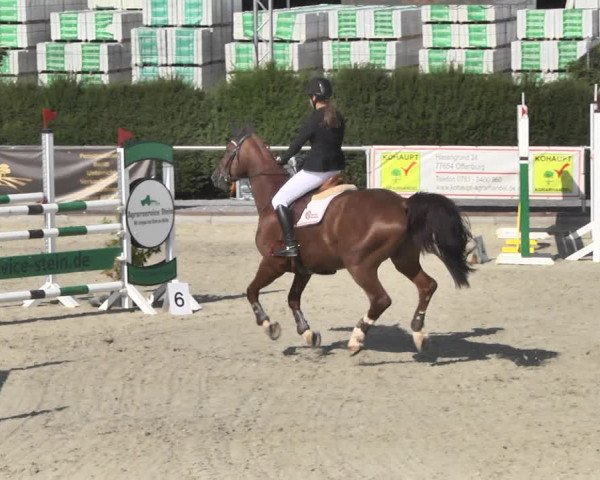 Reitturnier Durmersheim-Hardt 2018
