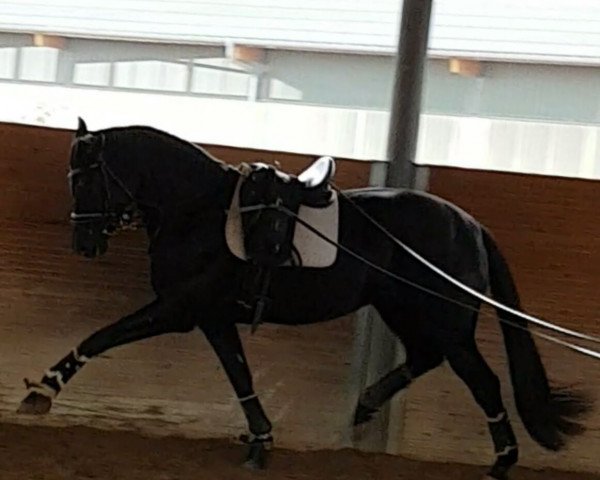 broodmare Heroniek (KWPN (Royal Dutch Sporthorse), 2012, from Cupido)