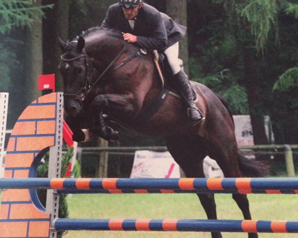 Springpferd Chello's Chap (KWPN (Niederländisches Warmblut), 2011, von Chello III VDL)