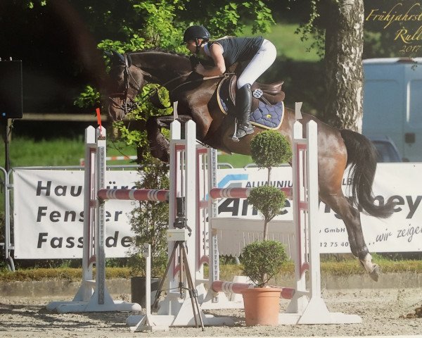 Caballo de salto Chicharito 2 (Holsteiner, 2011, de Canstakko)