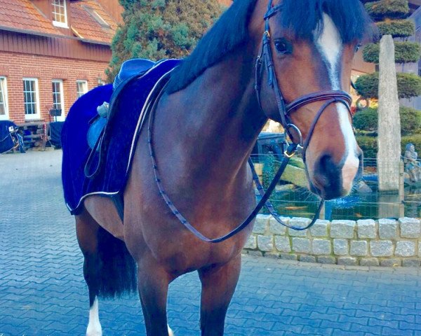jumper Casanova 525 (Holsteiner, 2013, from Casall Ask) jumper Casanova 525 (Holsteiner, 2013, from Casall Ask)