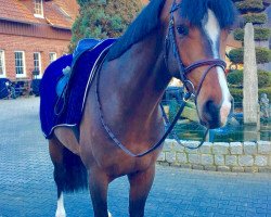 jumper Casanova 525 (Holsteiner, 2013, from Casall Ask)